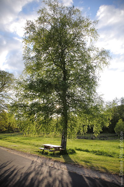 Frhlingsbirke Grnbaum in Gegenlicht ber Sitzbank Sonne Abendidylle