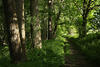 Waldpfad Grünallee Baumstämme Frischgras in Seitenlicht romantische Natur Frühlingsbild