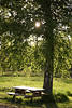 Grünbaumblätter Birkenstamm Sitzbank Frühling-Sonne Gegenlich