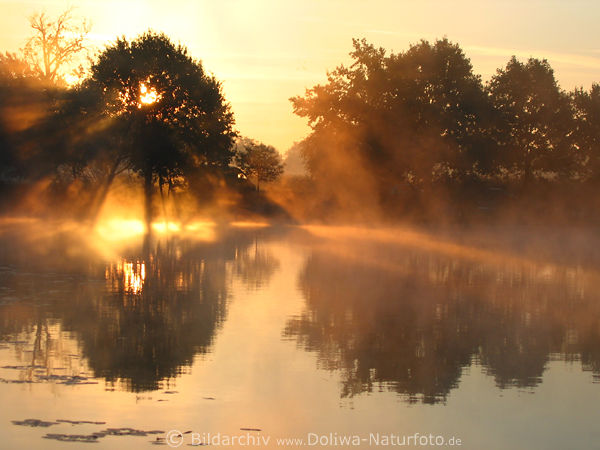 Nebelschwaden Goldstimmung am See Sonnenaufgang Naturfoto 