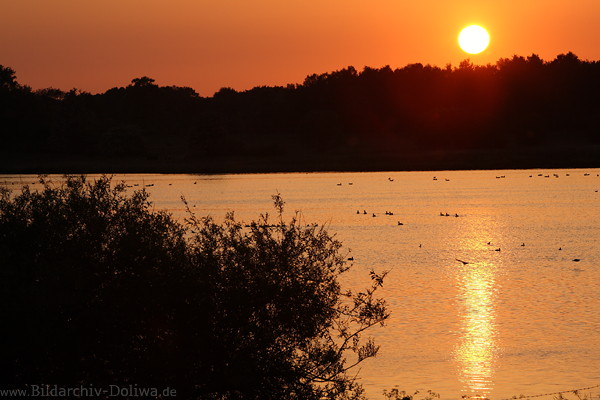 See-Sonnenball orange Wasser Romantik-Lichtstimmung Naturfoto Vgel Abendstille