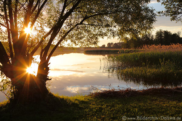 Sonnensterne Sonnenuntergang in Baum Wasserlandschaft Seeufer Gegenlicht Romantik Naturfoto
