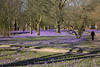 Husum Krokusblte Image Parklandschaft Spazierwege in violett blhende Krokusfelder