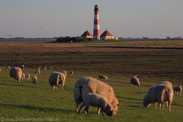 Leuchtturm Westerheversand ber Deich Schafe Nordseekste Landschaft weiden