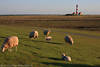 Eiderstedt-Leuchtturm Bild vom Deich mit Schafen am Meerufer Nordseekste Landschaft Foto
