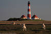 Westerhever Leuchtturm Bild ber Schaf-Lmmer hpfen in Abendlicht Nordseekste Landschaft