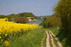 Ostseekste Rapsfeld Meeruferweg Gelblandschaft am Wasser Naturfoto 231068 Bild