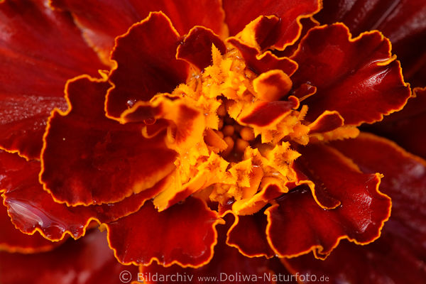 Tagetes Rotblte, Blumen Makrobild, Florafotografie Leinwanddruck