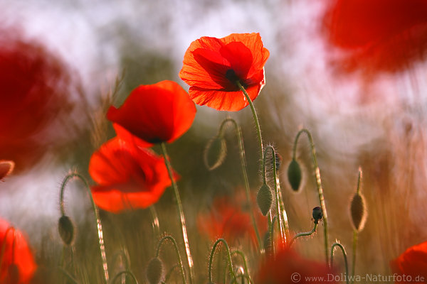 Klatschmohn Blumen Windmalerei Naturromantik Rotblten Unikat Fotokunst