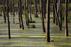 Moor Wald in Wasser Sümpfe Naturbild Landschaftsfotografie Leinwanddruck Poster