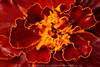 Leinwanddruck vom Blumenmotiv: Tagetes Rotblüte Makrobild Florafotografie auf Leinwand