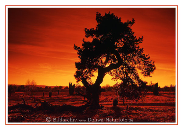 Heidelandschaft Baum am roten Himmel Sonnenuntergang Natur Abendstimmung