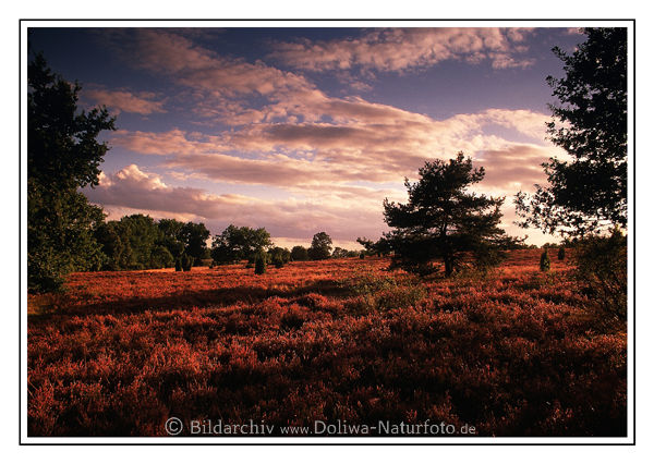 Postkarte von Naturbild der Heidelandschaft Dmmerung dunkle Abendstimmung rtlicher Himmel lange Schatten