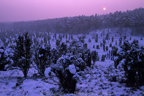 Heidewald Winterbild unter Sonnenkugel in Nebel rosa Naturstimmung