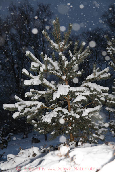 Weisser Tannenbaum im Schneetreiben Schneeflocken vom Himmel fallen