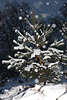 100067_Weisser Tannenbaum Naturbild im Schneetreiben Schneeflocken vom Himmel fallen Winterromantik
