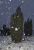 100083_Schneeflocken am Himmel fallen über Wacholder Winterlandschaft Naturbild Schneefall Romantik Stimmung