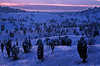 3013_ Abenddämmerung Blaufarben Winterbild Sträucher Schneelandschaft Frost Kälte