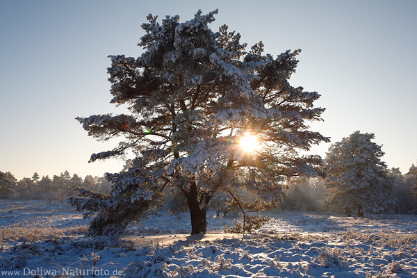 Winter Sonne im Baum Schnee Stimmung Landschaft Naturromantik