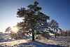 Bäume Schnee-Horizont Sonnenprall Himmel Winterpanorama Landschaftbild