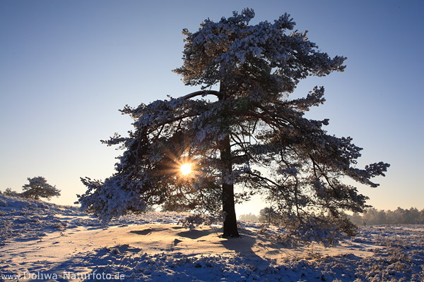 Schnee Sonnenstern im Kieferbaum Gegenlicht Winter-Himmel Landschaft Natur Romantik
