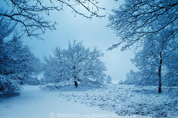 Bume Rauhreif Frost Schneedecke Winterkleid wei-blau kalt