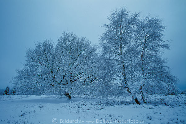 BaumPaar in Schnee-Frost Rauhreif weiß Winterlandschaft