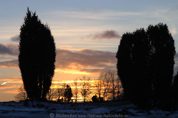 Bäume am Himmel Winterlandschaft Gegenlicht Naturstimmung nach Sonnenuntergang