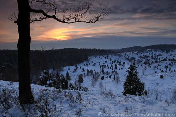 Baum Talblick Winterbild Schnee Landschaft Abendstimmung Naturfoto nach Sonnenuntergang am Himmel