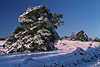 Winter Naturfoto: Kiefernbäume mit Schnee Sonnenlicht über weite Landschaft