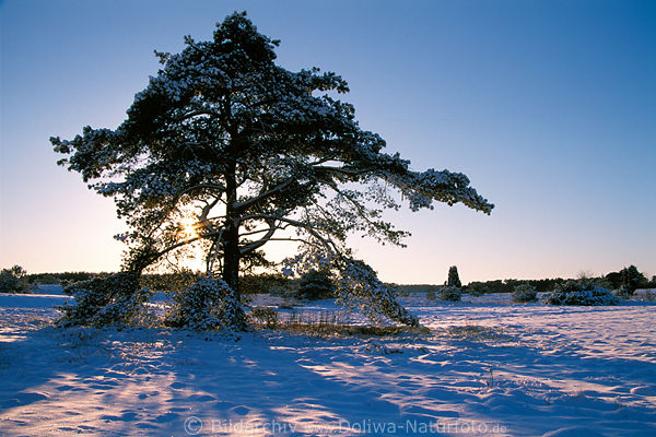 Kiefer lange Schatten Schnee Winterstimmung Natur Landschaft Abendsonne
