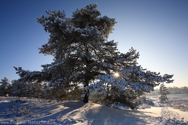 Baum in Schnee WinterSonne Landschaft-Panorama Natur Gegenlicht