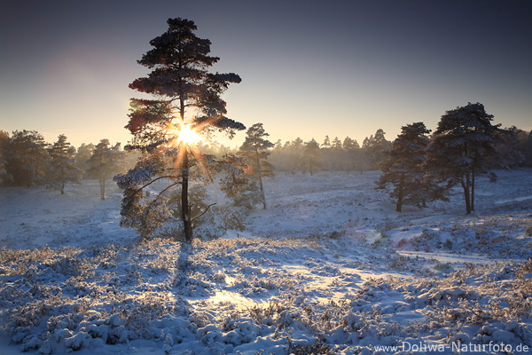 Sonne Baum-Überstrahlung in Schnee-Winterlandschaft Gegenlicht