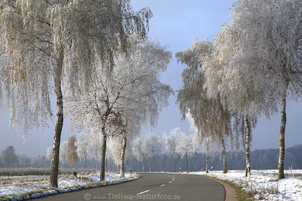 Winterstraße in Rauhreif Allee Bäume in Sonnenschein Schnee Romantik Winterlandschaft