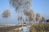 Winterstrasse in Rauhreif Frostschnee Bild weisse Birkenbäume Allee Winterstarre am Feld Foto