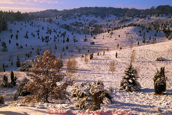 WinterTal Naturbild Schneelandschaft Sonnenschein gelb-rosa Farben Weitblick über Einzelbäume