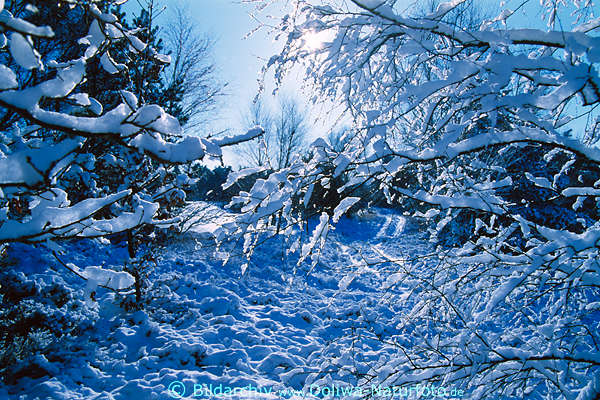 Eisschnee Frost auf Zweigen Wegspur Landschaft Naturstimmung blau-weiss Winterzauber