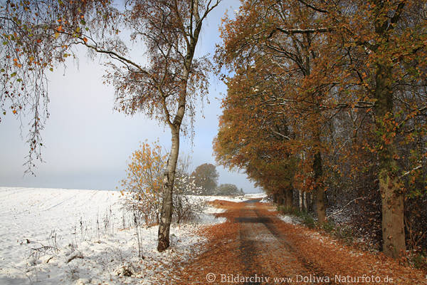 Winterweg Laub Herbstbltter Schneelandschaft Birke Bume Landstrasse-Allee