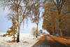 Winter-Herbstweg Allee Laubblätter Schnee Landschaft Naturfoto Birken Bäume gelbrote Farben