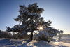 Baum-Hügel Schnee Sonne-Stern Winterlandschaft Romantik Naturbilder