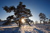 Sonnenuntergang im Baum Schnee Winterromantik Landschaftsbild