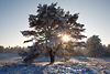 Sonne in Baum Schnee Winterstimmung Landschaftsbild Naturromantik