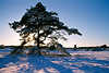 3031a_Kiefer lange Schatten Schnee Winterstimmung Naturbild Landschaft Abendsonne