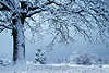 Baumstamm Äste Zweige Schneelandschaft Winterbild Blick unterm Baum