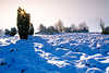 Winterstern Sonne Strauch in Winterlandschaft Schneedecke Naturbild Blaustimmung