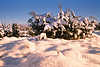 Schneedecke Sträucher Winterzauber Naturbild Schneelandschaft weisse Kuppen