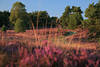 Heidelandschaft Blütezeit Naturfoto 1407875 Gräser Bäume Wanderpfad schlängeln in Naturbild