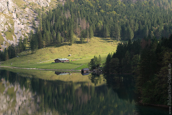 Fischunkel grüne Almwiese am Obersee-Ufer Wälder Berglandschaft
