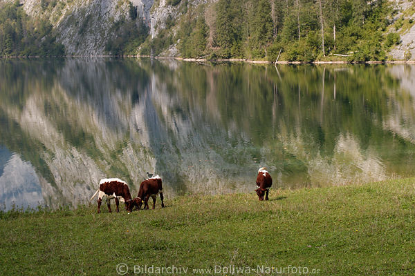 Khe am Wasserufer Obersee Natur grasen auf traditionell bewirtschafteten Fischunkelalm