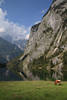 914643_Obersee Viehweide Alpenfoto Kuh grasen in Natur Hochgebirge Gipfel Felswand am Wasser